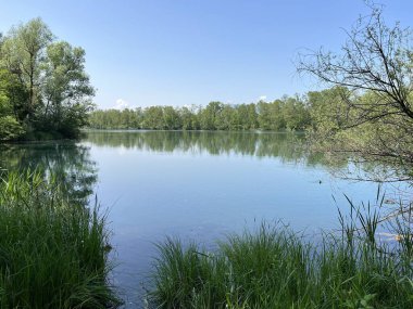 Eski Ren Doğa Parkı, Lustenau (Avusturya) - Vorfruehlings Stimmung im Naturpark Alter Rhein oder Naturpark am Alten Rhein, Lustenau - Oesterreich)