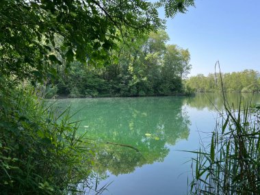 Eski Ren Doğa Parkı, Lustenau (Avusturya) - Vorfruehlings Stimmung im Naturpark Alter Rhein oder Naturpark am Alten Rhein, Lustenau - Oesterreich)