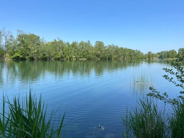 Eski Ren Doğa Parkı, Lustenau (Avusturya) - Vorfruehlings Stimmung im Naturpark Alter Rhein oder Naturpark am Alten Rhein, Lustenau - Oesterreich)