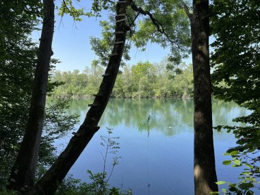 Eski Ren Doğa Parkı, Lustenau (Avusturya) - Vorfruehlings Stimmung im Naturpark Alter Rhein oder Naturpark am Alten Rhein, Lustenau - Oesterreich)