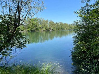 Eski Ren Doğa Parkı, Lustenau (Avusturya) - Vorfruehlings Stimmung im Naturpark Alter Rhein oder Naturpark am Alten Rhein, Lustenau - Oesterreich)