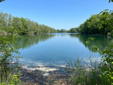 Eski Ren Doğa Parkı, Lustenau (Avusturya) - Vorfruehlings Stimmung im Naturpark Alter Rhein oder Naturpark am Alten Rhein, Lustenau - Oesterreich)