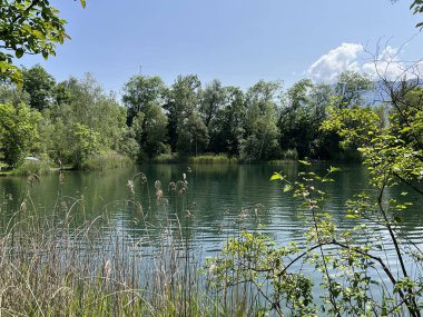Eski Ren Doğa Parkı, Lustenau (Avusturya) - Vorfruehlings Stimmung im Naturpark Alter Rhein oder Naturpark am Alten Rhein, Lustenau - Oesterreich)