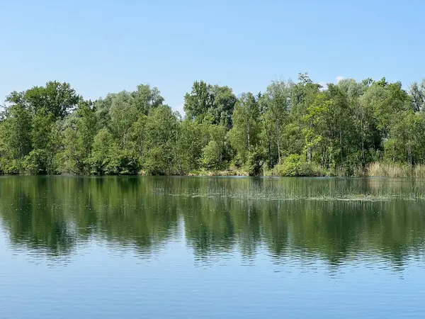 Eski Ren Doğa Parkı, Lustenau (Avusturya) - Vorfruehlings Stimmung im Naturpark Alter Rhein oder Naturpark am Alten Rhein, Lustenau - Oesterreich)