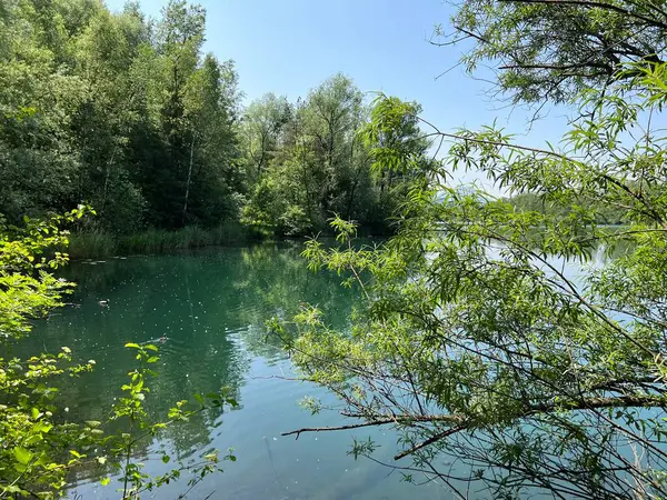 Eski Ren Doğa Parkı, Lustenau (Avusturya) - Vorfruehlings Stimmung im Naturpark Alter Rhein oder Naturpark am Alten Rhein, Lustenau - Oesterreich)