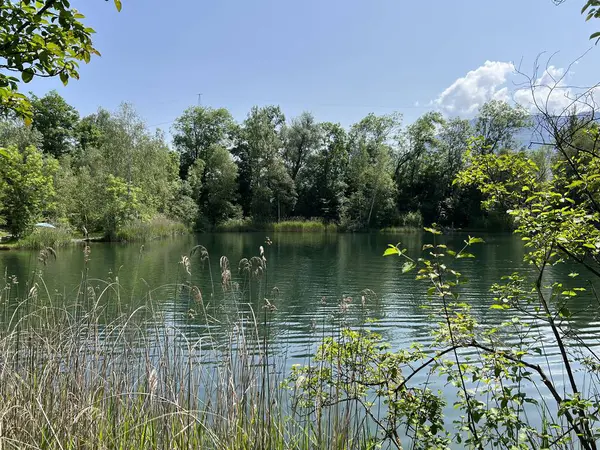 stock image Summer atmosphere in the Old Rhine Nature Park, Lustenau (Austria) - Vorfruehlings Stimmung im Naturpark Alter Rhein oder Naturpark am Alten Rhein, Lustenau - Oesterreich (Osterreich)