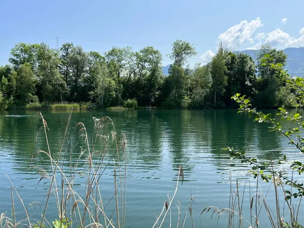Ambiente Verano Parque Natural Del Rin Antiguo Lustenau Austria Vorfruehlings — Foto de Stock