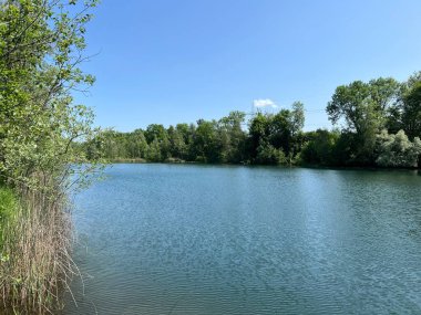 Eski Ren Doğa Parkı, Lustenau (Avusturya) - Vorfruehlings Stimmung im Naturpark Alter Rhein oder Naturpark am Alten Rhein, Lustenau - Oesterreich)