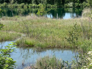 Eski Ren Doğa Parkı, Lustenau (Avusturya) - Vorfruehlings Stimmung im Naturpark Alter Rhein oder Naturpark am Alten Rhein, Lustenau - Oesterreich)