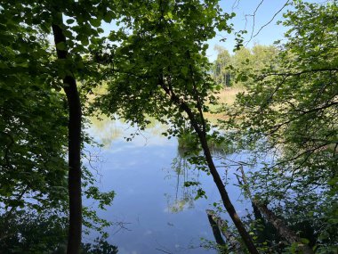 Eski Ren Doğa Parkı, Lustenau (Avusturya) - Vorfruehlings Stimmung im Naturpark Alter Rhein oder Naturpark am Alten Rhein, Lustenau - Oesterreich)