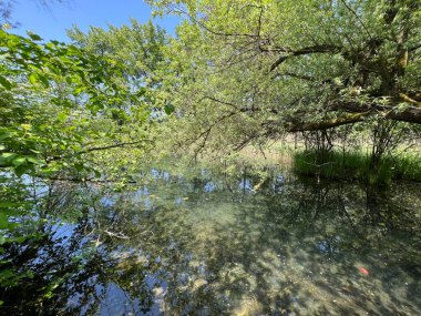 Eski Ren Doğa Parkı, Lustenau (Avusturya) - Vorfruehlings Stimmung im Naturpark Alter Rhein oder Naturpark am Alten Rhein, Lustenau - Oesterreich)