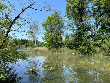 Eski Ren Doğa Parkı, Lustenau (Avusturya) - Vorfruehlings Stimmung im Naturpark Alter Rhein oder Naturpark am Alten Rhein, Lustenau - Oesterreich)