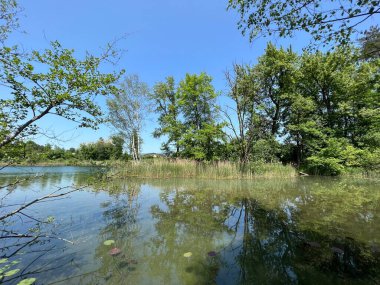 Eski Ren Doğa Parkı, Lustenau (Avusturya) - Vorfruehlings Stimmung im Naturpark Alter Rhein oder Naturpark am Alten Rhein, Lustenau - Oesterreich)