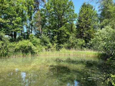 Eski Ren Doğa Parkı, Lustenau (Avusturya) - Vorfruehlings Stimmung im Naturpark Alter Rhein oder Naturpark am Alten Rhein, Lustenau - Oesterreich)