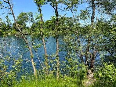Eski Ren Doğa Parkı, Lustenau (Avusturya) - Vorfruehlings Stimmung im Naturpark Alter Rhein oder Naturpark am Alten Rhein, Lustenau - Oesterreich)