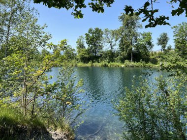 Eski Ren Doğa Parkı, Lustenau (Avusturya) - Vorfruehlings Stimmung im Naturpark Alter Rhein oder Naturpark am Alten Rhein, Lustenau - Oesterreich)