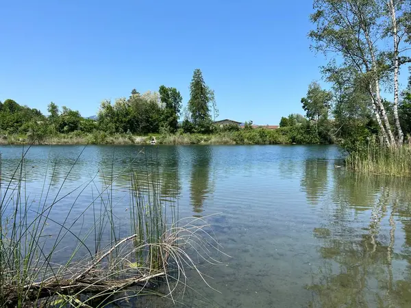 Eski Ren Doğa Parkı, Lustenau (Avusturya) - Vorfruehlings Stimmung im Naturpark Alter Rhein oder Naturpark am Alten Rhein, Lustenau - Oesterreich)