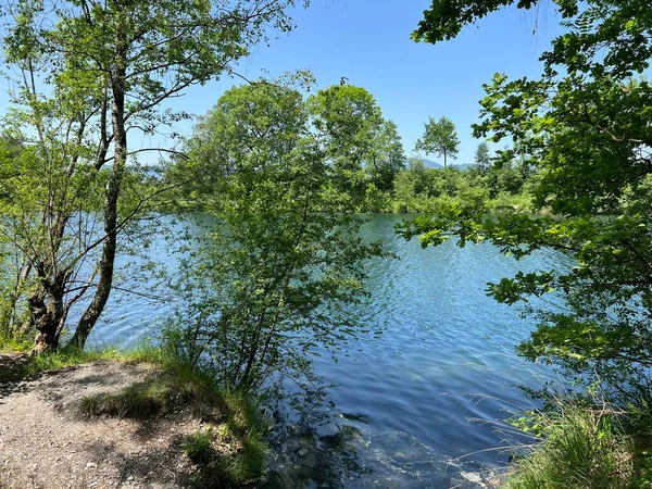 旧ライン自然公園の夏の雰囲気 Lustenau オーストリア Vorfreuhings Stimmung Naturpark Alter Lein Oder Naturpark — ストック写真