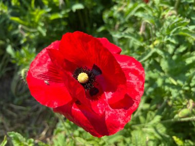 Poppy (Papaver rhoeas), Corn Poppy, Corn rose, Field Poppy, Flanders Poppy, Der Klatschmohn, Mohnblume, Klatschrose, Divlji Mak, Poljski mak, Zitni mak, Crveni mak, Bulka ili Turcinak