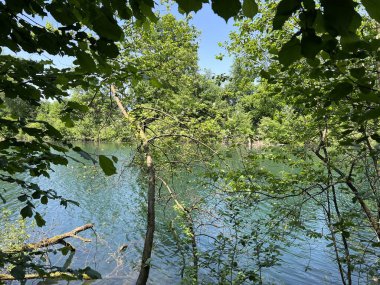 Eski Ren Doğa Parkı, Lustenau (Avusturya) - Vorfruehlings Stimmung im Naturpark Alter Rhein oder Naturpark am Alten Rhein, Lustenau - Oesterreich)