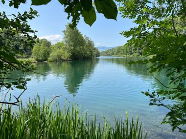 Eski Ren Doğa Parkı, Lustenau (Avusturya) - Vorfruehlings Stimmung im Naturpark Alter Rhein oder Naturpark am Alten Rhein, Lustenau - Oesterreich)