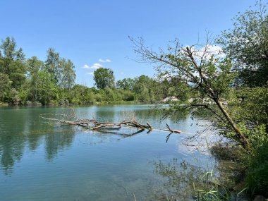 Eski Ren Doğa Parkı, Lustenau (Avusturya) - Vorfruehlings Stimmung im Naturpark Alter Rhein oder Naturpark am Alten Rhein, Lustenau - Oesterreich)