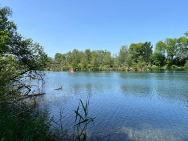 Eski Ren Doğa Parkı, Lustenau (Avusturya) - Vorfruehlings Stimmung im Naturpark Alter Rhein oder Naturpark am Alten Rhein, Lustenau - Oesterreich)