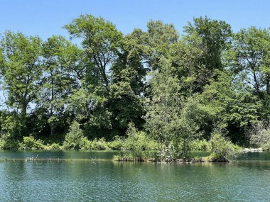 Eski Ren Doğa Parkı, Lustenau (Avusturya) - Vorfruehlings Stimmung im Naturpark Alter Rhein oder Naturpark am Alten Rhein, Lustenau - Oesterreich)
