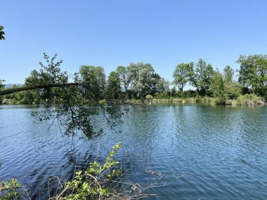 Eski Ren Doğa Parkı, Lustenau (Avusturya) - Vorfruehlings Stimmung im Naturpark Alter Rhein oder Naturpark am Alten Rhein, Lustenau - Oesterreich)