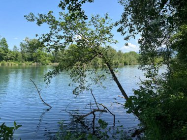 Eski Ren Doğa Parkı, Lustenau (Avusturya) - Vorfruehlings Stimmung im Naturpark Alter Rhein oder Naturpark am Alten Rhein, Lustenau - Oesterreich)