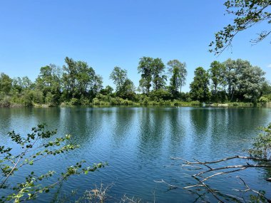 Eski Ren Doğa Parkı, Lustenau (Avusturya) - Vorfruehlings Stimmung im Naturpark Alter Rhein oder Naturpark am Alten Rhein, Lustenau - Oesterreich)
