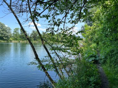 Eski Ren Doğa Parkı, Lustenau (Avusturya) - Vorfruehlings Stimmung im Naturpark Alter Rhein oder Naturpark am Alten Rhein, Lustenau - Oesterreich)