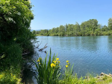 Eski Ren Doğa Parkı, Lustenau (Avusturya) - Vorfruehlings Stimmung im Naturpark Alter Rhein oder Naturpark am Alten Rhein, Lustenau - Oesterreich)