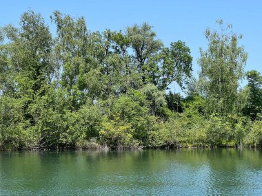 Eski Ren Doğa Parkı, Lustenau (Avusturya) - Vorfruehlings Stimmung im Naturpark Alter Rhein oder Naturpark am Alten Rhein, Lustenau - Oesterreich)