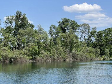 Eski Ren Doğa Parkı, Lustenau (Avusturya) - Vorfruehlings Stimmung im Naturpark Alter Rhein oder Naturpark am Alten Rhein, Lustenau - Oesterreich)