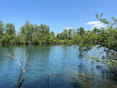 Eski Ren Doğa Parkı, Lustenau (Avusturya) - Vorfruehlings Stimmung im Naturpark Alter Rhein oder Naturpark am Alten Rhein, Lustenau - Oesterreich)