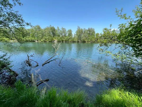 Eski Ren Doğa Parkı, Lustenau (Avusturya) - Vorfruehlings Stimmung im Naturpark Alter Rhein oder Naturpark am Alten Rhein, Lustenau - Oesterreich)