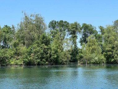 Eski Ren Doğa Parkı, Lustenau (Avusturya) - Vorfruehlings Stimmung im Naturpark Alter Rhein oder Naturpark am Alten Rhein, Lustenau - Oesterreich (Oesterreich)