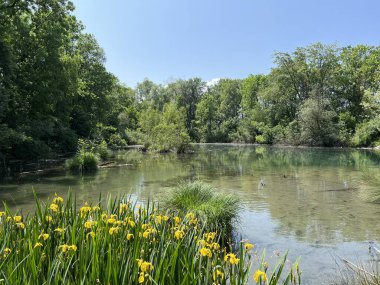 Eski Ren Doğa Parkı, Lustenau (Avusturya) - Vorfruehlings Stimmung im Naturpark Alter Rhein oder Naturpark am Alten Rhein, Lustenau - Oesterreich (Oesterreich)