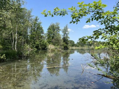 Eski Ren Doğa Parkı, Lustenau (Avusturya) - Vorfruehlings Stimmung im Naturpark Alter Rhein oder Naturpark am Alten Rhein, Lustenau - Oesterreich (Oesterreich)