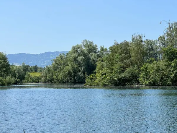 stock image Summer atmosphere in the Old Rhine Nature Park, Lustenau (Austria) - Vorfruehlings Stimmung im Naturpark Alter Rhein oder Naturpark am Alten Rhein, Lustenau - Oesterreich (Oesterreich)