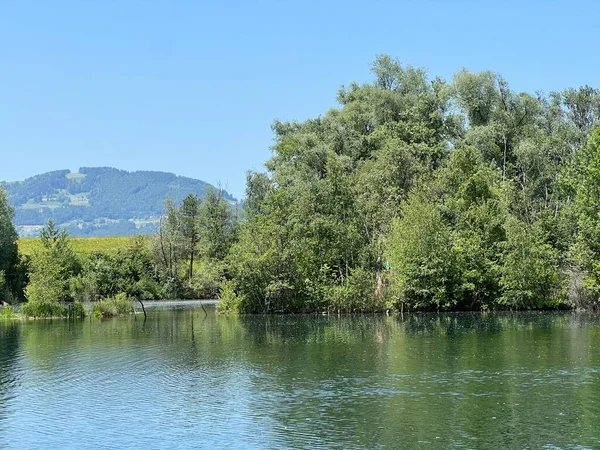 Letní Atmosféra Přírodním Parku Stará Rýna Lustenau Rakousko Vorfruehlings Stimmung — Stock fotografie