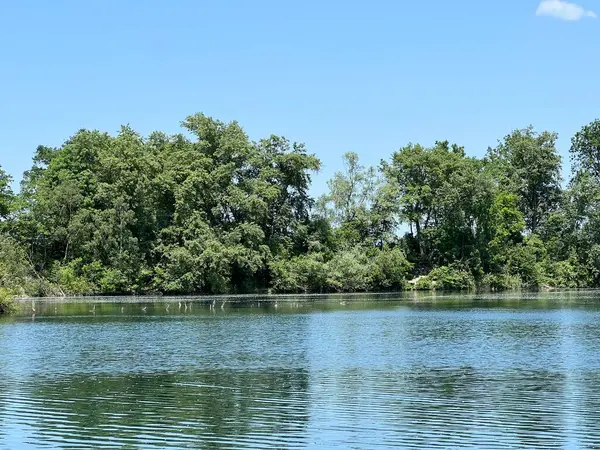 Eski Ren Doğa Parkı, Lustenau (Avusturya) - Vorfruehlings Stimmung im Naturpark Alter Rhein oder Naturpark am Alten Rhein, Lustenau - Oesterreich (Oesterreich)