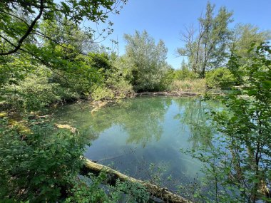 Eski Ren, Diepoldsau - İsviçre (Vorfruehlings Stimmung im Natur- und Landschaftsschutzgebiet Alter Rhein, Schweiz)