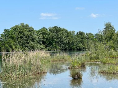 Eski Ren, Diepoldsau - İsviçre (Vorfruehlings Stimmung im Natur- und Landschaftsschutzgebiet Alter Rhein, Schweiz)