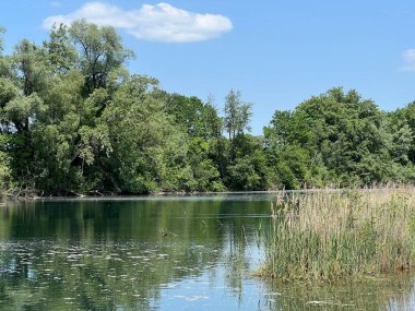 Eski Ren, Diepoldsau - İsviçre (Vorfruehlings Stimmung im Natur- und Landschaftsschutzgebiet Alter Rhein, Schweiz)