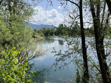 Eski Ren, Diepoldsau - İsviçre (Vorfruehlings Stimmung im Natur- und Landschaftsschutzgebiet Alter Rhein, Schweiz)