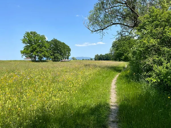 stock image Sports and recreational trails in the Nature and landscape protection area, Diepoldsau - Switzerland (Sport- und Freizeitwege im Natur- und Landschaftsschutzgebiet Alter Rhein, Schweiz)