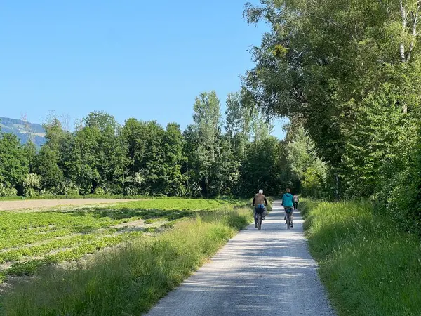 Doğa ve peyzaj koruma alanında spor ve eğlence yolları, Diepoldsau - İsviçre (Sport- und Freizeitwege im Natur- und Landschaftsschutzgebiet Alter Rhein, Schweiz)