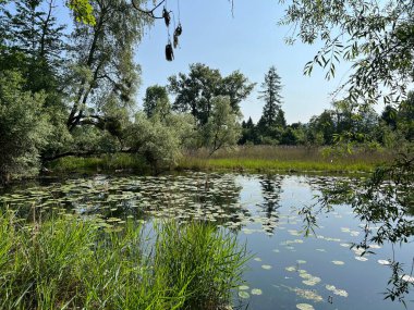 Eski Ren, Diepoldsau - İsviçre (Vorfruehlings Stimmung im Natur- und Landschaftsschutzgebiet Alter Rhein, Schweiz)